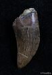 Inch Tyrannosaurid Tooth - South Dakota #2893-1